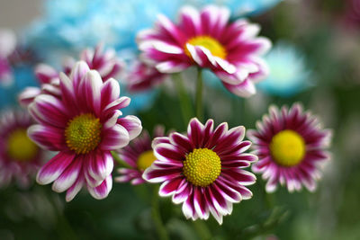 Close-up of flowers