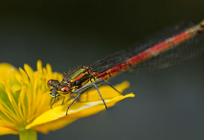 Close-up of insect on flower