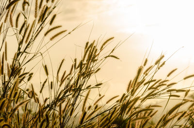 Close-up of stalks in field against sky