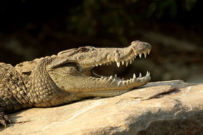 Close-up of a lizard on rock