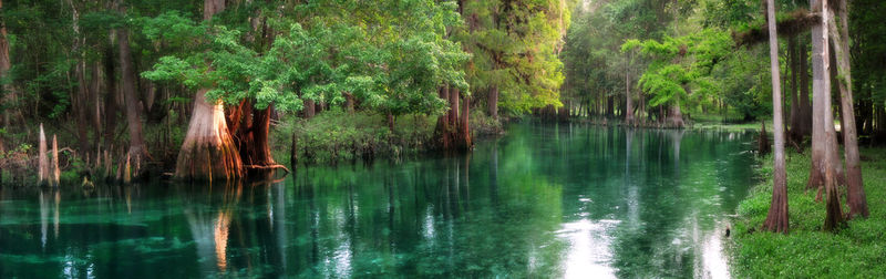 Scenic view of lake in forest