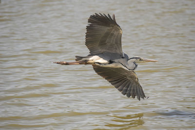 Green heron flying over lake