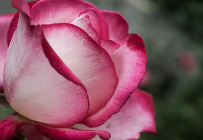 Close-up of pink rose