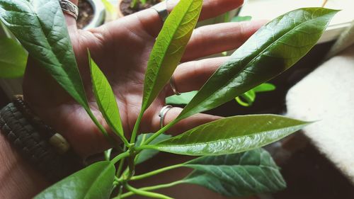 Close-up of leaves