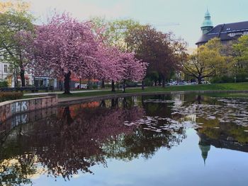 Reflection of trees in water