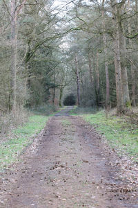 Dirt road amidst trees in forest