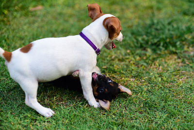 Two dogs on a field