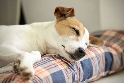 View of a dog sleeping on bed at home