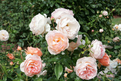 Roses growing in lawn