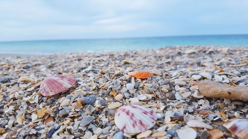 Surface level of shells on beach against sky