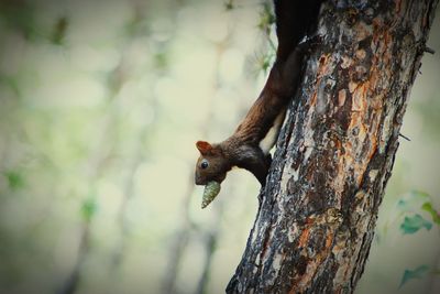 Squirrel on a tree