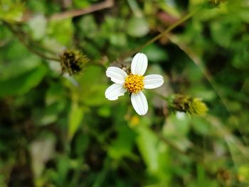 Close-up of white flowering plant