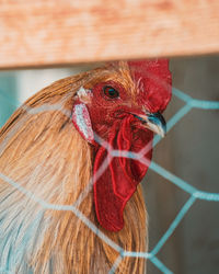 Close-up of rooster