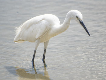 White heron walking on beach