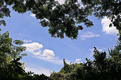 Low angle view of trees against sky