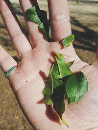 Close-up of cropped hand holding plant