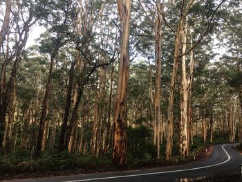 Road amidst trees in forest