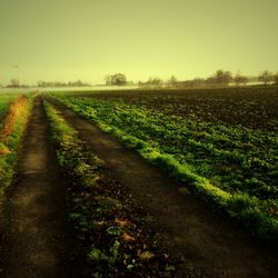 Road passing through field