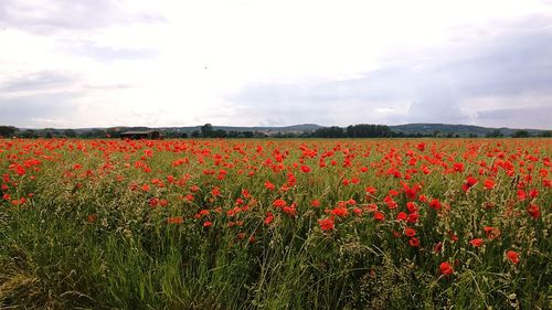 Red poppies blooming on field against sky