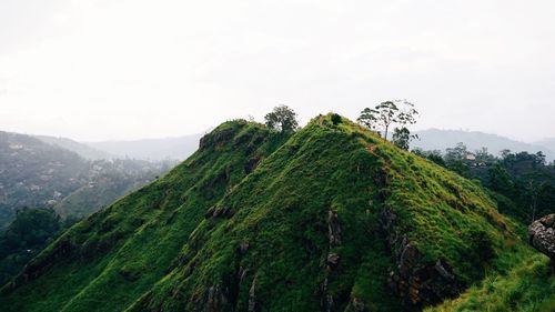 Low angle view of lush foliage against sky