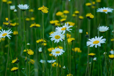Close-up of white daisy flowers in field