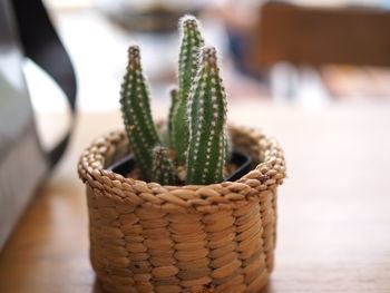 Close-up of succulent plant in basket