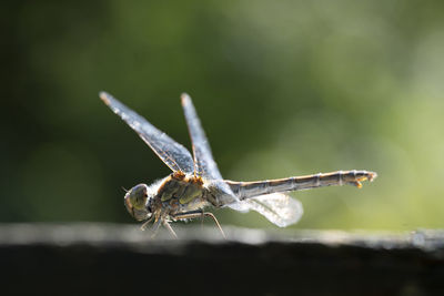 Close-up of dragonfly on plant