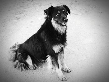 Close-up of dog sitting outdoors