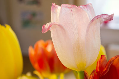 Close-up of day lily blooming outdoors