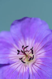 Close-up of purple flower