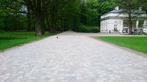 View of footpath along trees