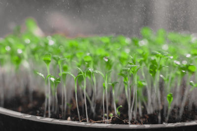 Fresh micro greens, growing, macro photography. green leafs. mixed salad