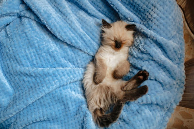 Close-up of kitten on bed