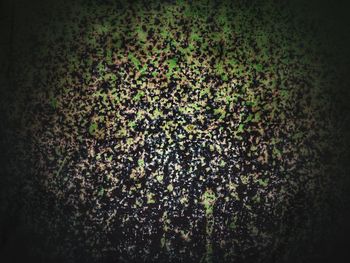 High angle view of plants growing on field