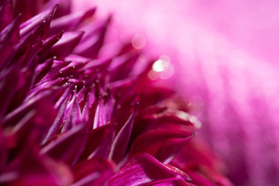 Close-up of pink flower blooming outdoors