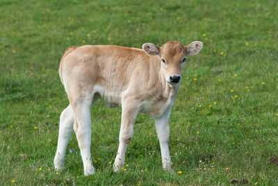 Sheep standing in a field