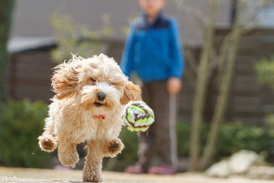 Close-up of dog