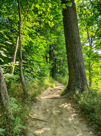 Trees growing in forest