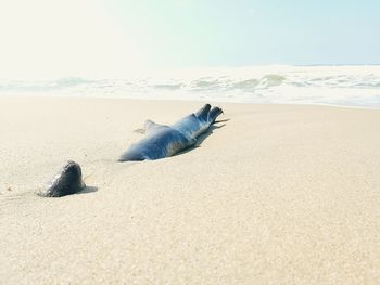 Lizard on the beach