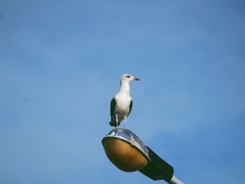 Low angle view of bird perching on shore against sky