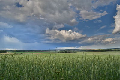 Scenic view of agricultural field against sky