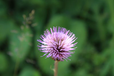 Close-up of pink flower blooming outdoors