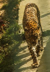 View of a cat walking in zoo