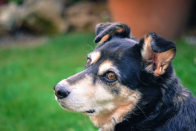 Close-up of dog looking away