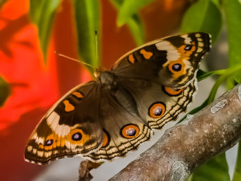 Close-up of butterfly on flower