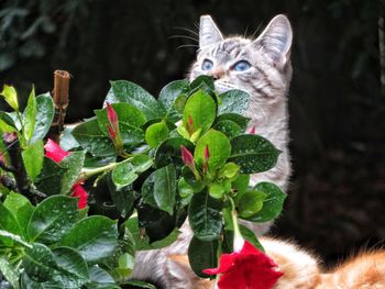 Cat on a plant