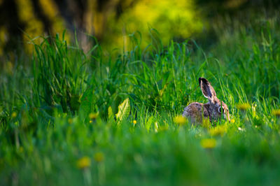 Bird on grass
