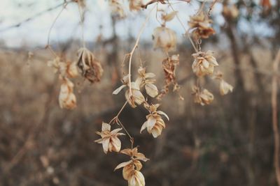 Close-up of flowers against blurred background