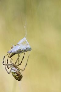Close-up of spiders against blurred background