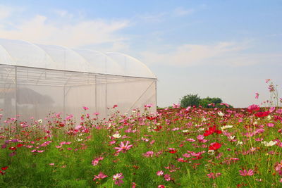 Pink flowering plants in greenhouse